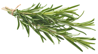 rosemary-200x110